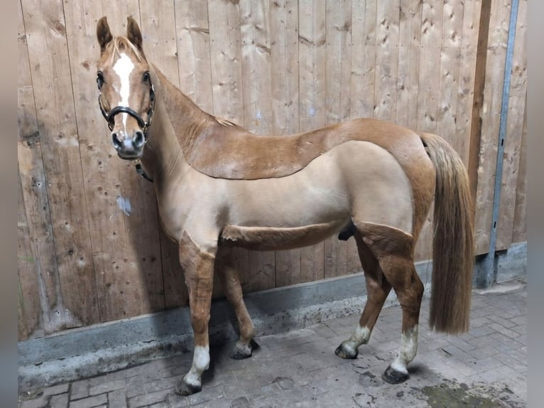 Más ponis/caballos pequeños Caballo castrado 11 años 146 cm Alazán in Zülow