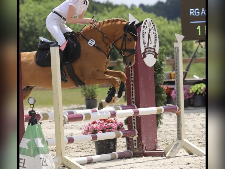 Más ponis/caballos pequeños Caballo castrado 11 años 146 cm Alazán in Zülow