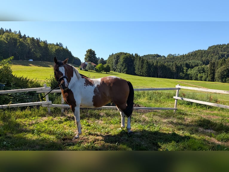 Más ponis/caballos pequeños Caballo castrado 11 años 147 cm Pío in Wegscheid