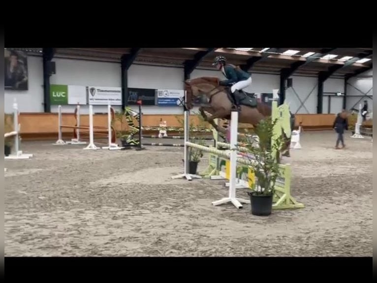 Más ponis/caballos pequeños Mestizo Caballo castrado 11 años 148 cm Alazán in Heijningen