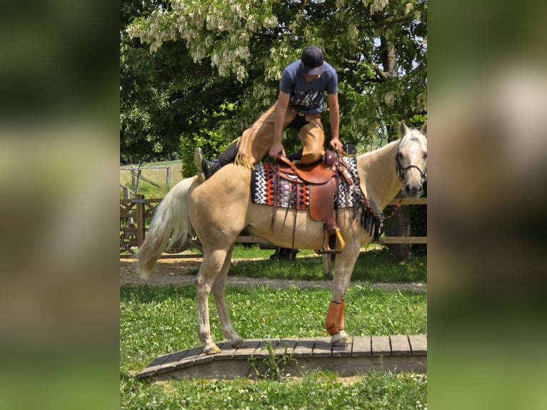 Más ponis/caballos pequeños Caballo castrado 11 años 148 cm Palomino in Linkenbach