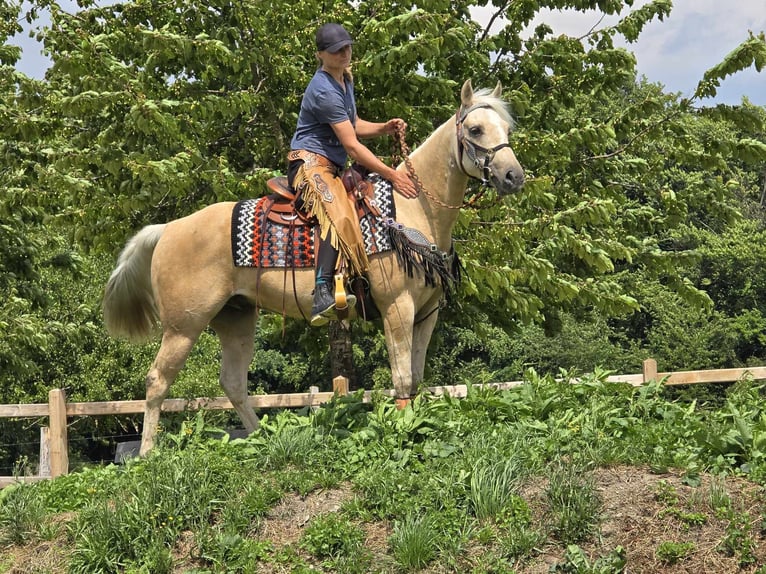 Más ponis/caballos pequeños Caballo castrado 11 años 148 cm Palomino in Linkenbach