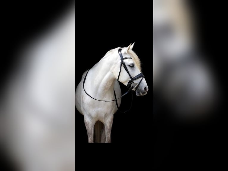 Más ponis/caballos pequeños Caballo castrado 11 años 154 cm Tordo in Schiedam