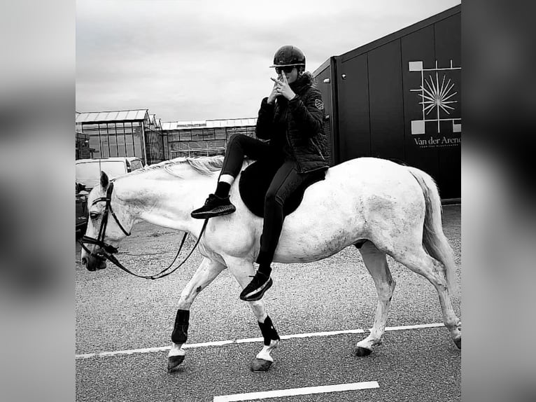 Más ponis/caballos pequeños Caballo castrado 11 años 154 cm Tordo in Schiedam