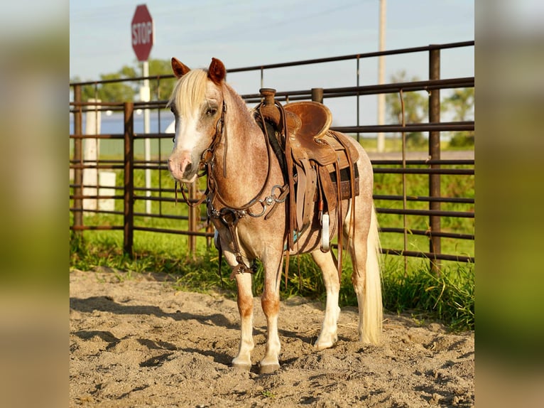 Más ponis/caballos pequeños Caballo castrado 11 años 86 cm Ruano alazán in Corsica