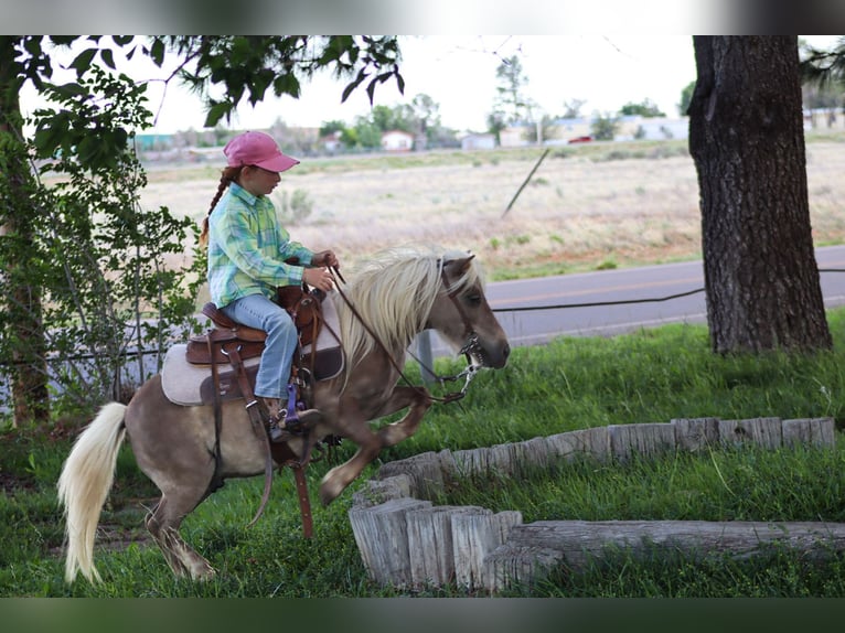 Más ponis/caballos pequeños Caballo castrado 11 años 89 cm  in Edgewood