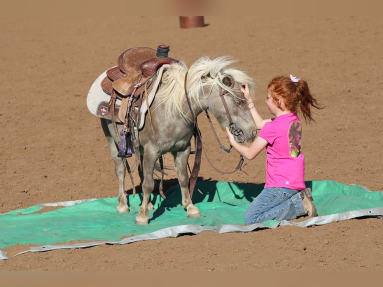 Más ponis/caballos pequeños Caballo castrado 11 años 89 cm  in Edgewood