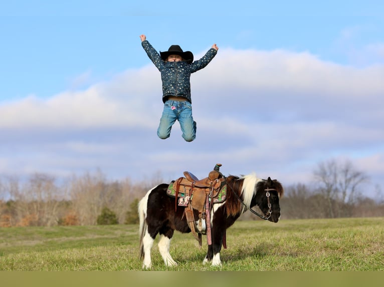 Más ponis/caballos pequeños Caballo castrado 11 años 91 cm Pío in Mount Vernon