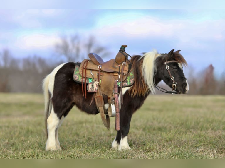 Más ponis/caballos pequeños Caballo castrado 11 años 91 cm Pío in Mount Vernon