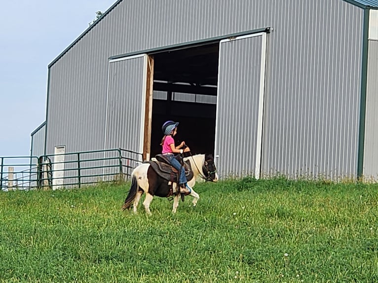 Más ponis/caballos pequeños Caballo castrado 11 años 95 cm Pío in Bellevue
