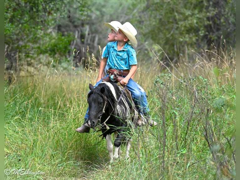 Más ponis/caballos pequeños Caballo castrado 11 años 97 cm Pío in Rigby