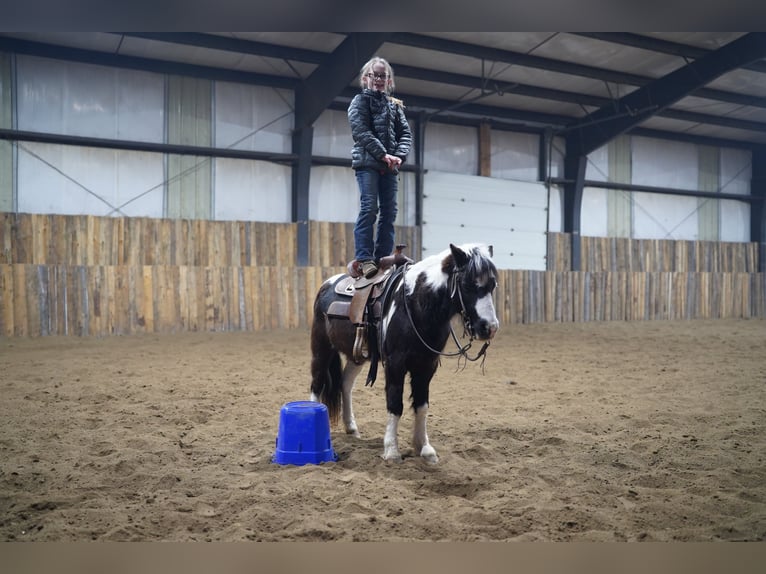 Más ponis/caballos pequeños Caballo castrado 12 años 102 cm Pío in Brandon