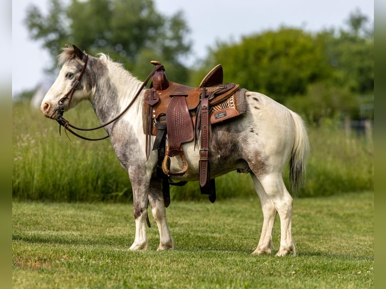 Más ponis/caballos pequeños Caballo castrado 12 años 102 cm Pío in Ewing