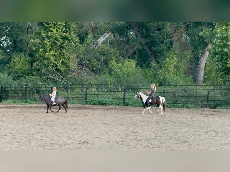 Más ponis/caballos pequeños Caballo castrado 12 años 102 cm Pío in Brandon