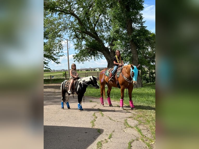 Más ponis/caballos pequeños Caballo castrado 12 años 102 cm Pío in Brandon