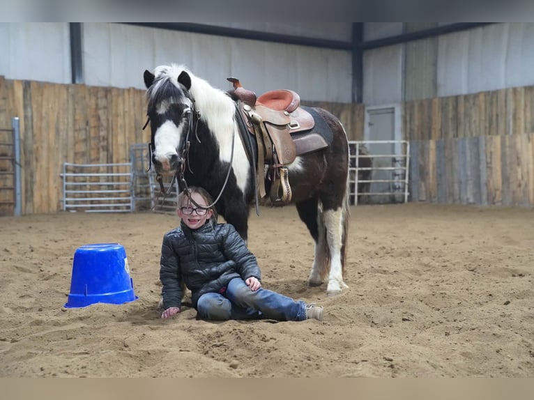 Más ponis/caballos pequeños Caballo castrado 12 años 102 cm Pío in Brandon