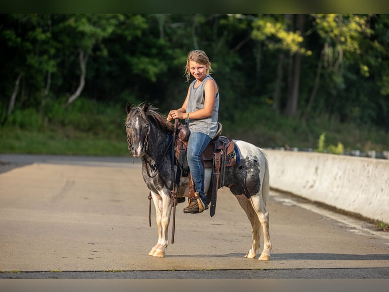 Más ponis/caballos pequeños Caballo castrado 12 años 104 cm  in Ewing