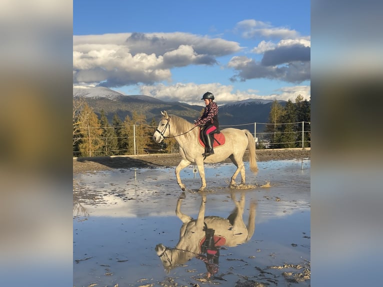 Más ponis/caballos pequeños Mestizo Caballo castrado 12 años 145 cm Tordo in Obdach