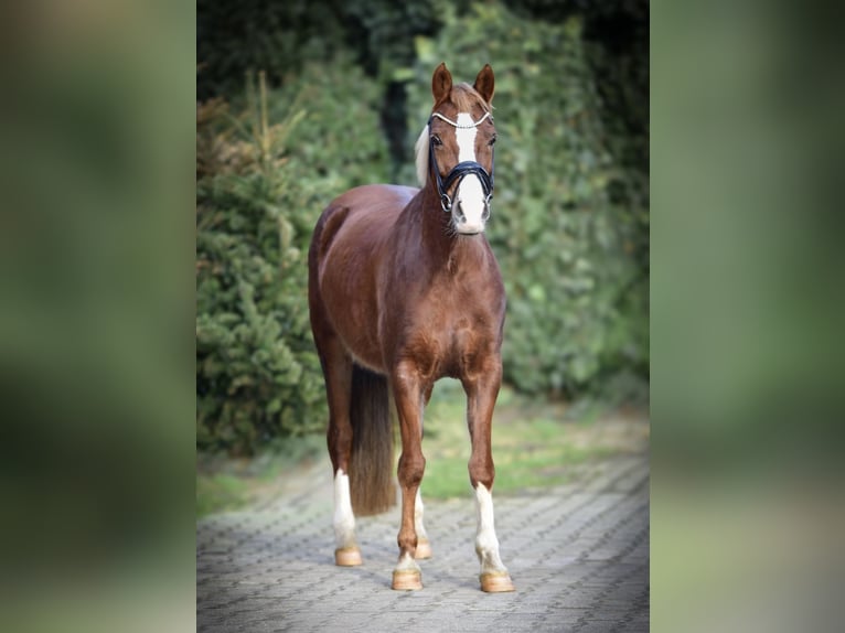 Más ponis/caballos pequeños Caballo castrado 12 años 148 cm Alazán-tostado in Mülheim an der Ruhr