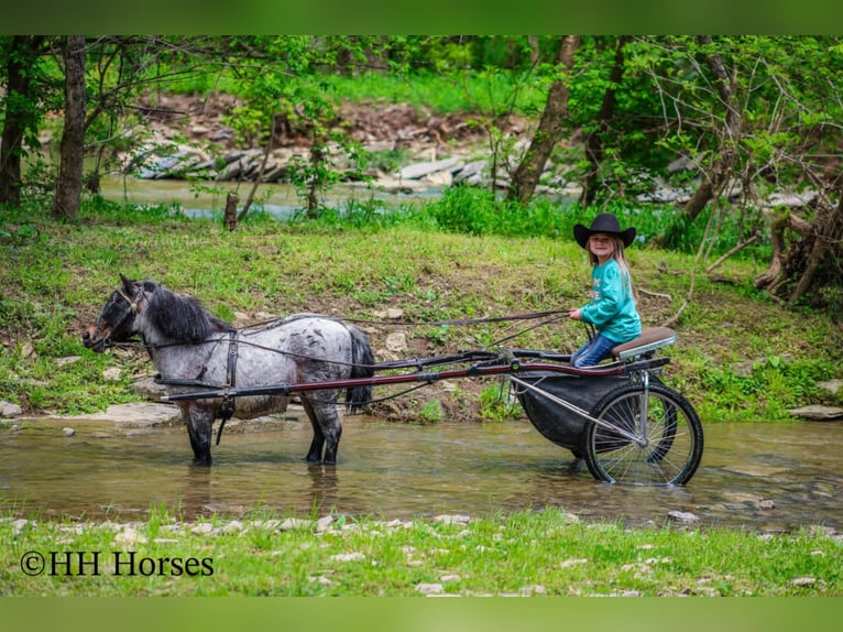 Más ponis/caballos pequeños Caballo castrado 12 años 86 cm Castaño-ruano in Hillsboro, KY