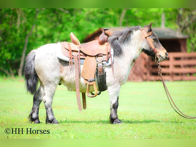 Más ponis/caballos pequeños Caballo castrado 12 años 86 cm Castaño-ruano in Hillsboro, KY
