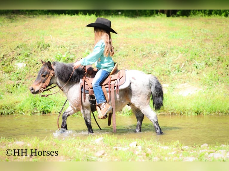 Más ponis/caballos pequeños Caballo castrado 12 años 86 cm Castaño-ruano in Hillsboro, KY