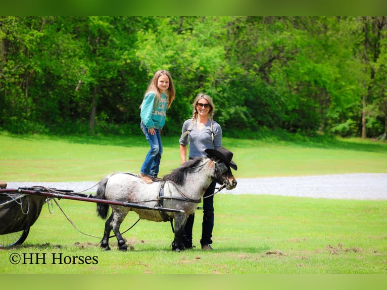 Más ponis/caballos pequeños Caballo castrado 12 años 86 cm Castaño-ruano in Hillsboro, KY