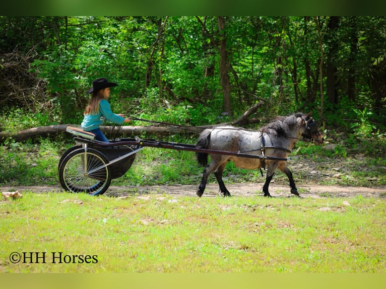 Más ponis/caballos pequeños Caballo castrado 12 años 86 cm Castaño-ruano in Hillsboro, KY