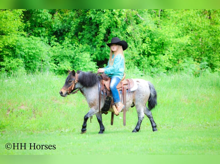 Más ponis/caballos pequeños Caballo castrado 12 años 86 cm Castaño-ruano in Hillsboro, KY