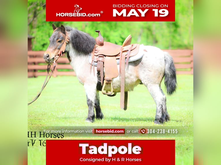 Más ponis/caballos pequeños Caballo castrado 12 años 86 cm Castaño-ruano in Hillsboro, KY