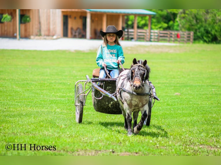 Más ponis/caballos pequeños Caballo castrado 12 años 86 cm Castaño-ruano in Hillsboro, KY