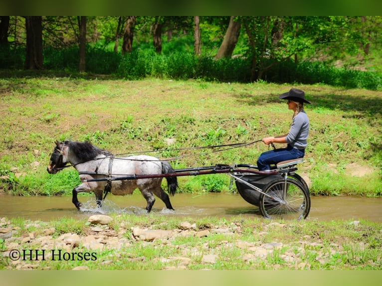 Más ponis/caballos pequeños Caballo castrado 12 años 86 cm Castaño-ruano in Hillsboro, KY