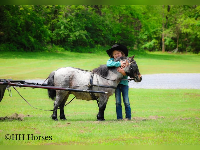 Más ponis/caballos pequeños Caballo castrado 12 años 86 cm Castaño-ruano in Hillsboro, KY