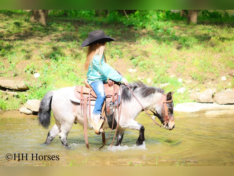 Más ponis/caballos pequeños Caballo castrado 12 años 86 cm Castaño-ruano in Hillsboro, KY