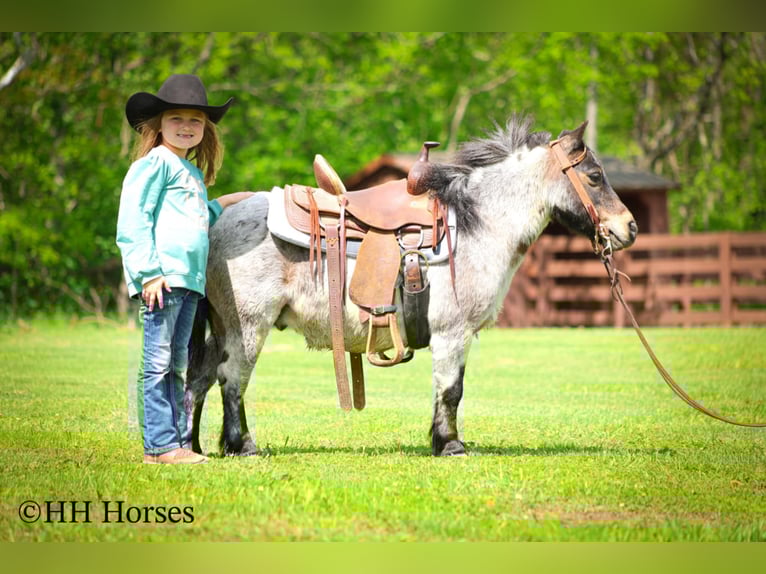 Más ponis/caballos pequeños Caballo castrado 12 años 86 cm Castaño-ruano in Hillsboro, KY