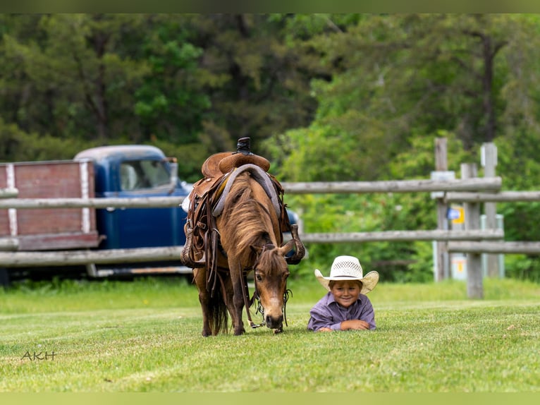 Más ponis/caballos pequeños Caballo castrado 12 años 97 cm Buckskin/Bayo in Nevis, MN