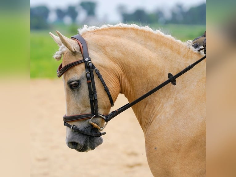Más ponis/caballos pequeños Caballo castrado 12 años 97 cm Palomino in Ridgway