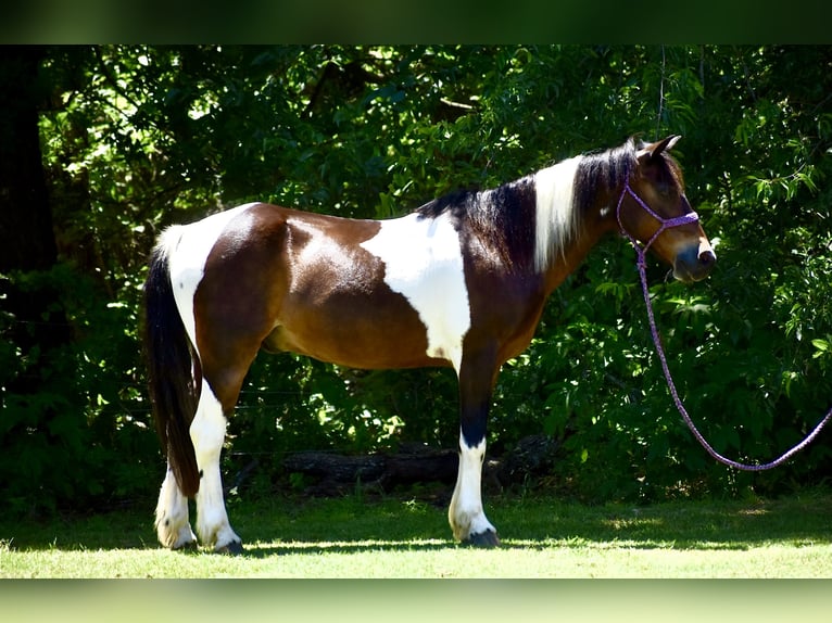 Más ponis/caballos pequeños Caballo castrado 12 años Pío in Grandview