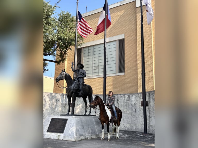 Más ponis/caballos pequeños Caballo castrado 12 años Pío in Grandview