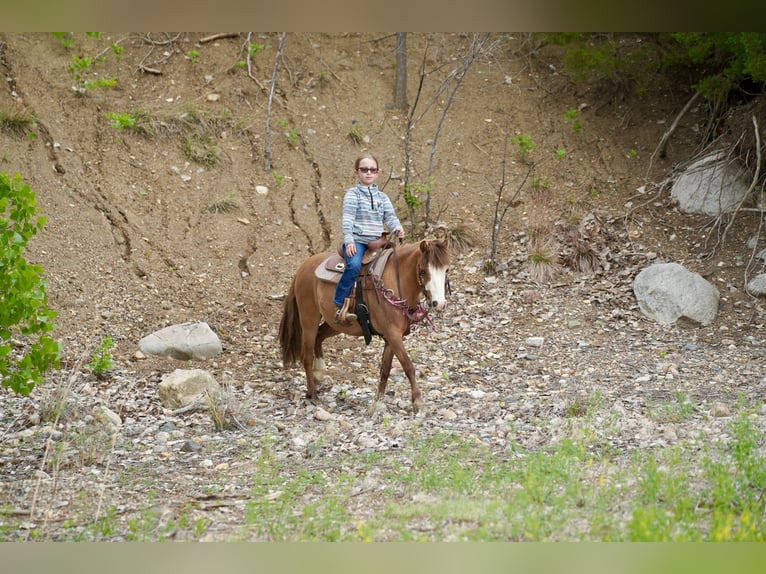 Más ponis/caballos pequeños Caballo castrado 13 años 102 cm Red Dun/Cervuno in Brandon