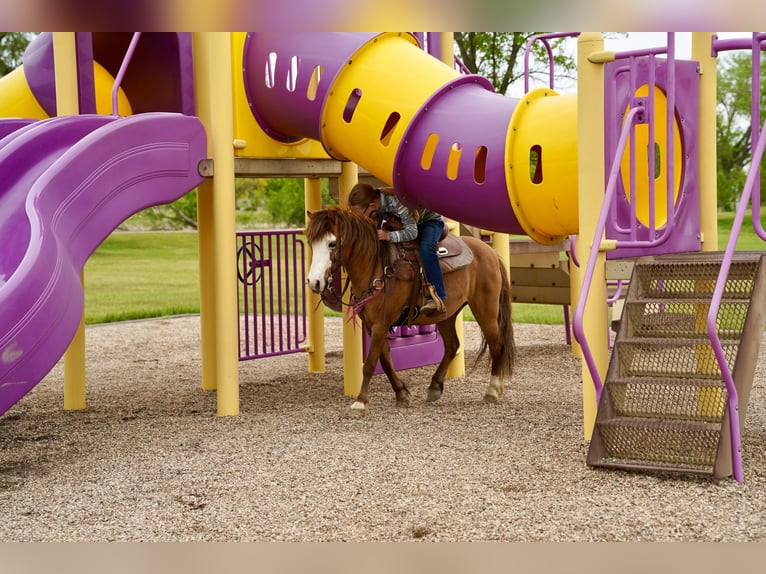 Más ponis/caballos pequeños Caballo castrado 13 años 102 cm Red Dun/Cervuno in Brandon