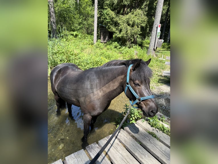 Más ponis/caballos pequeños Mestizo Caballo castrado 13 años 137 cm Morcillo in Napplach