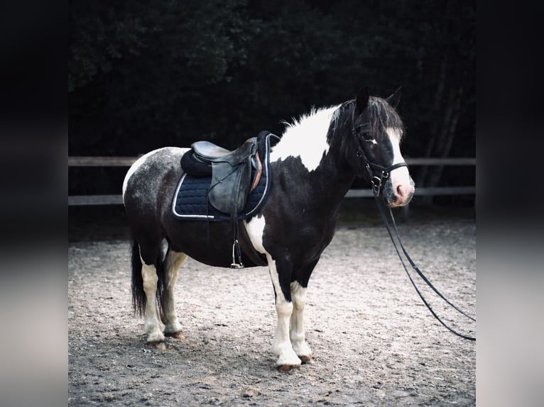 Más ponis/caballos pequeños Caballo castrado 13 años 138 cm Pío in Borod