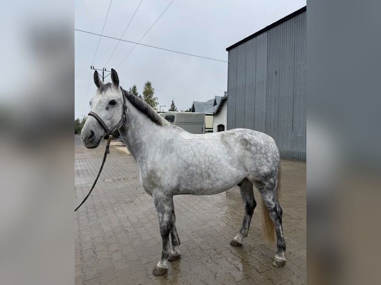 Más ponis/caballos pequeños Caballo castrado 13 años 146 cm Tordo in Mińsk Mazowiecki