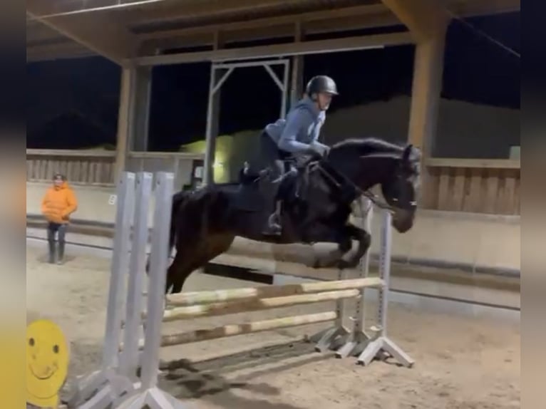 Más ponis/caballos pequeños Caballo castrado 13 años 147 cm Morcillo in Sachsenheim
