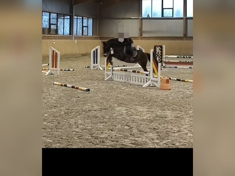 Más ponis/caballos pequeños Caballo castrado 13 años 148 cm  in Oerel