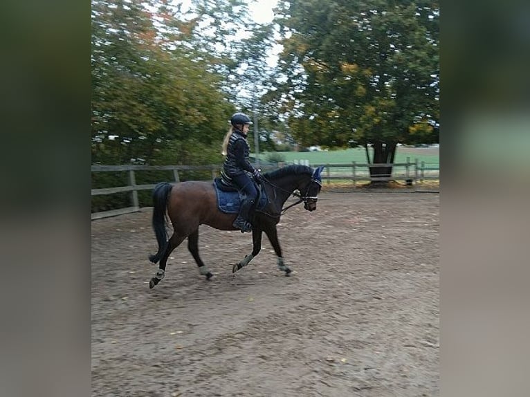 Más ponis/caballos pequeños Mestizo Caballo castrado 13 años 148 cm Castaño oscuro in Bielefeld