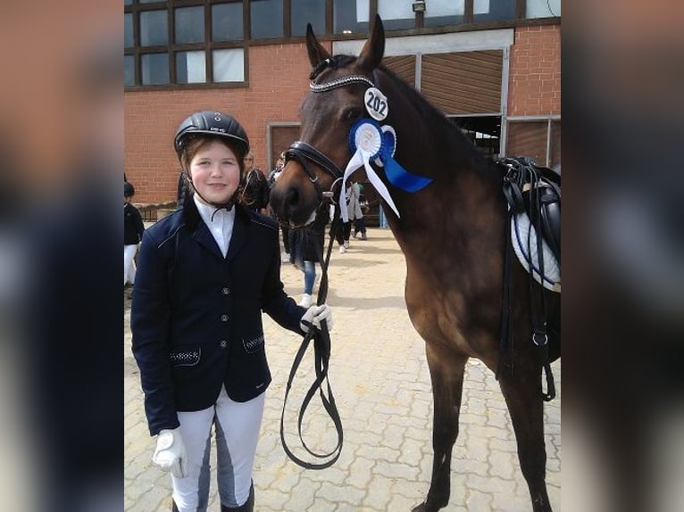 Más ponis/caballos pequeños Mestizo Caballo castrado 13 años 148 cm Castaño oscuro in Bielefeld