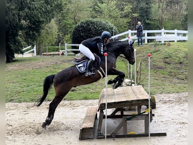 Más ponis/caballos pequeños Caballo castrado 13 años 148 cm Castaño oscuro in Heigenbrücken