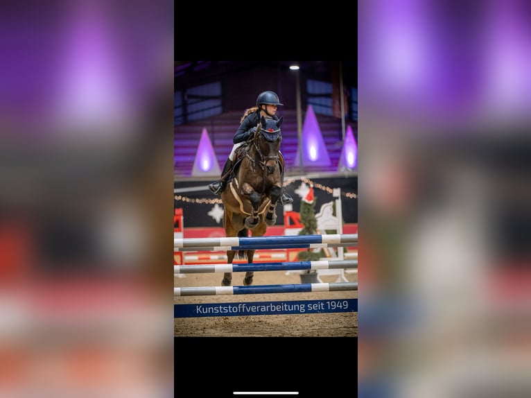 Más ponis/caballos pequeños Caballo castrado 13 años 148 cm Castaño oscuro in Heigenbrücken